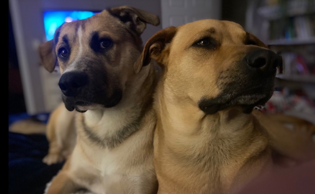 two dogs standing together