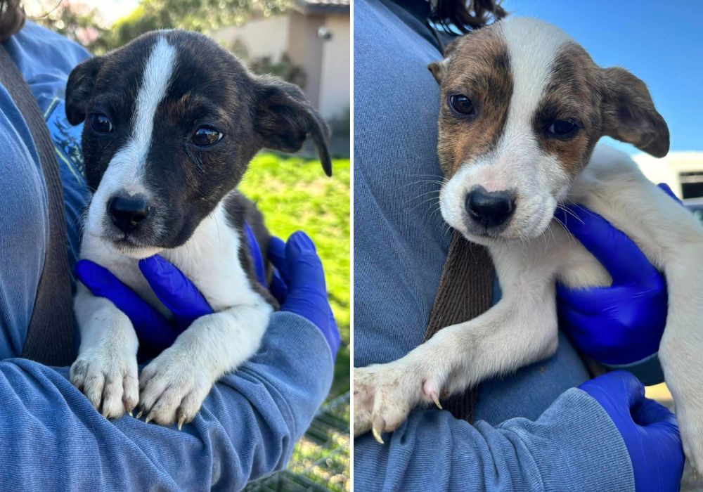 two puppies being held