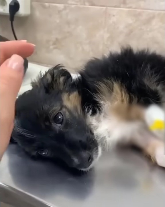 woman and cute black puppy