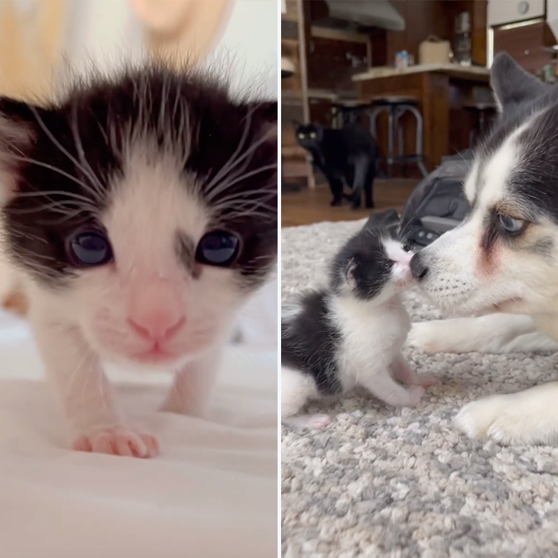 Cowboy the kitten with dog