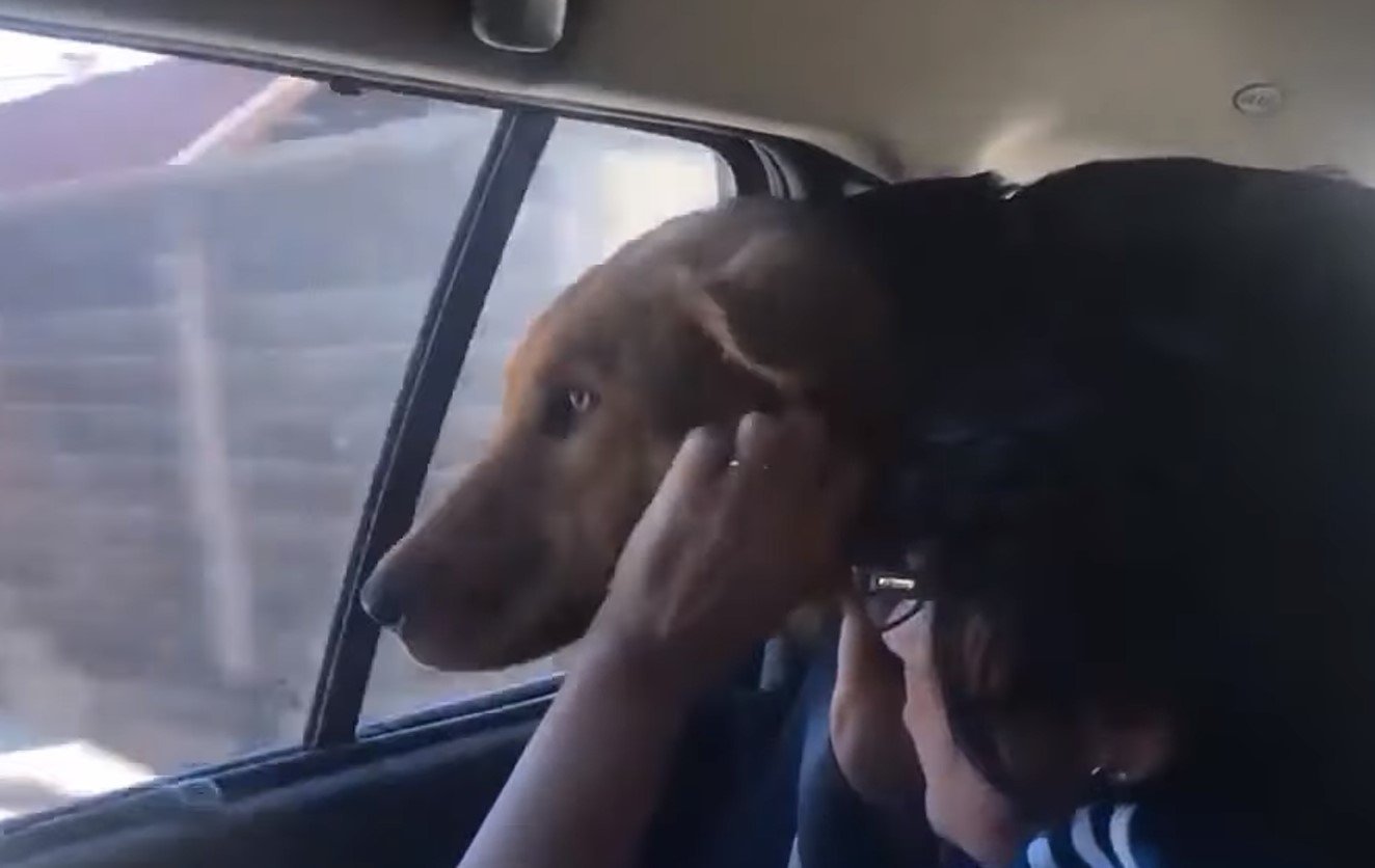 dog in the car