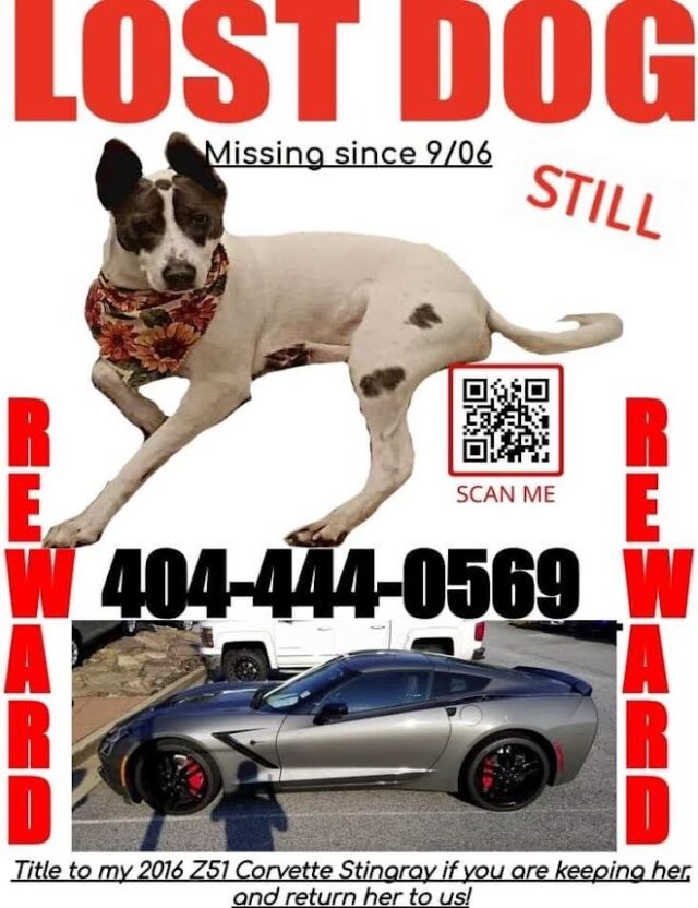 Lost Dog