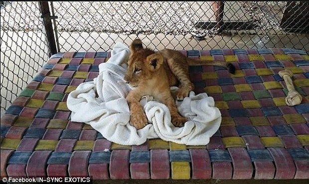 In June 2014, Lambert (above) was a cute cub rescued by Vicky Keahey, the founder of Texas' In-Sync Exotic Wildlife Rescue and Educational Center from a family that could no longer care for him 