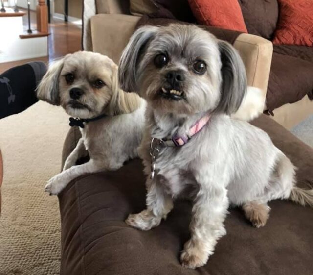 Cheryl's Dogs