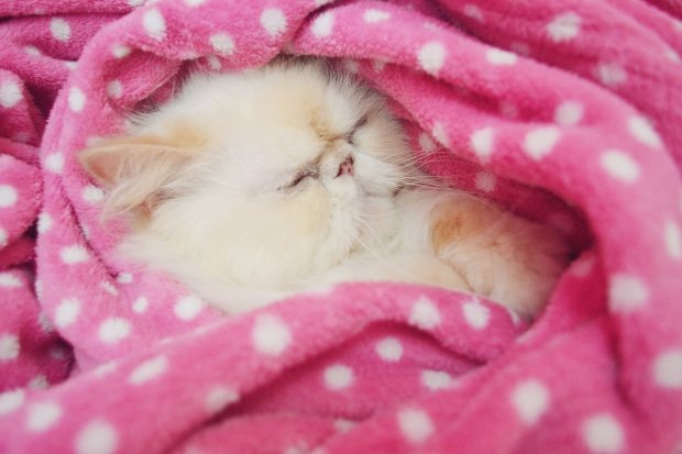 Close-Up Of Persian Cat Sleeping Under Pink Blanket