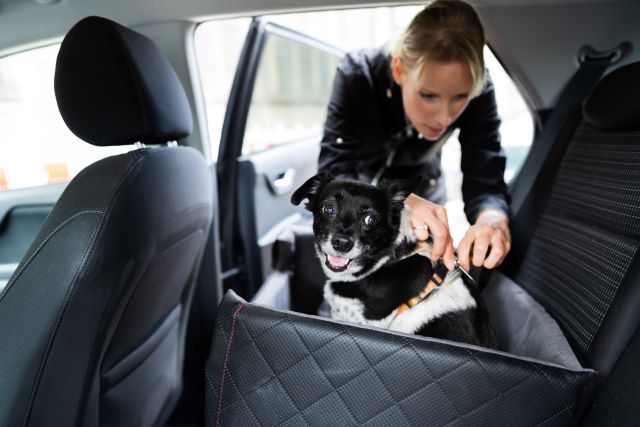 Buckling dog into car