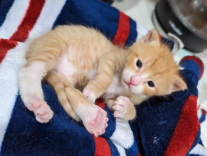 extra toes ginger kitten