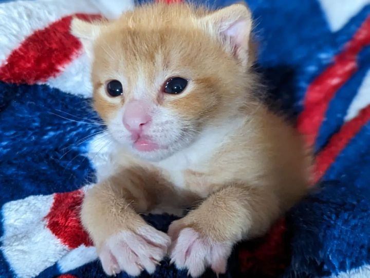 ginger kitten big paws