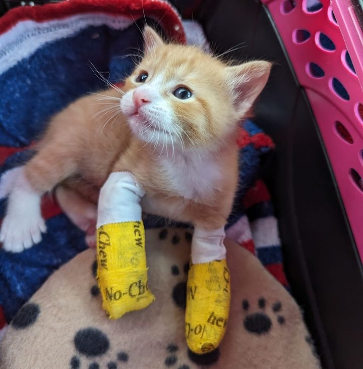 kitten wraps splints