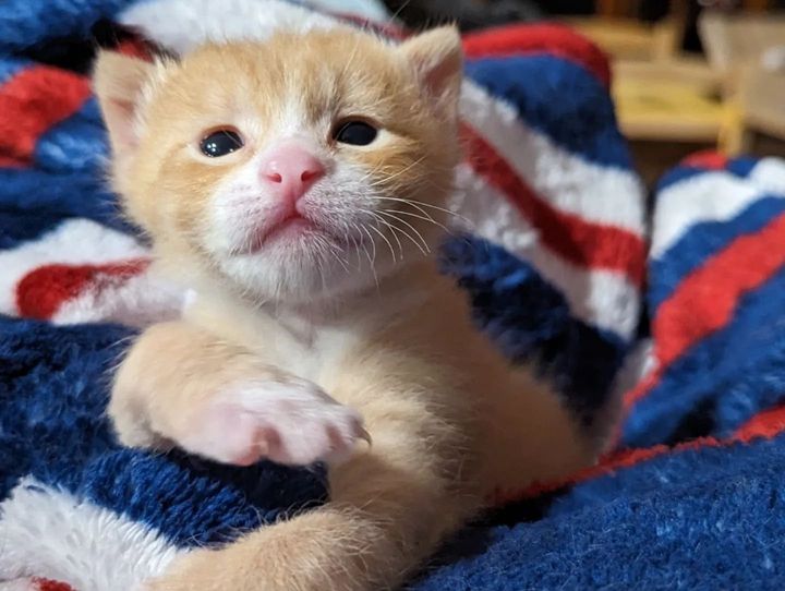 happy ginger kitten macaroni