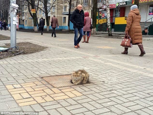 The lonely kitty was first photographed in 2015 on a manhole cover in Belgorod, in south-western Russia's Belgorod Oblast region.