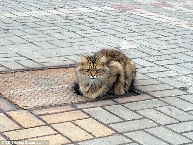 The lonely kitty was first photographed in 2015 on a manhole cover in Belgorod, in south-western Russia's Belgorod Oblast region.