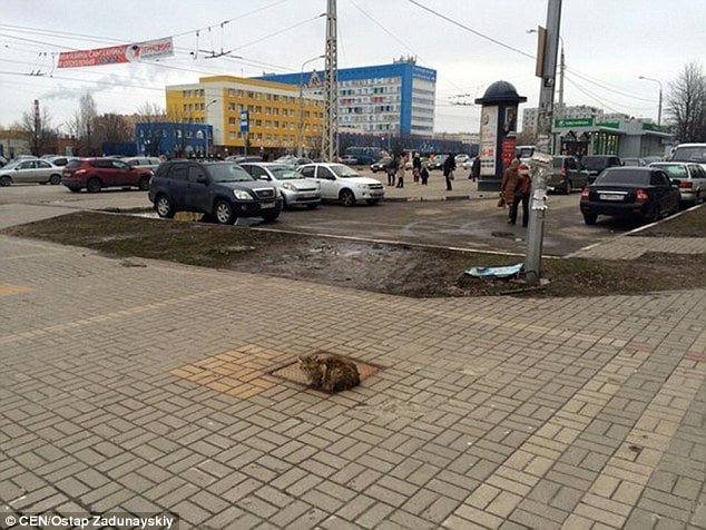 Many people were suspicious of the story, suggesting that the cat only stayed there as it was getting fed every day 