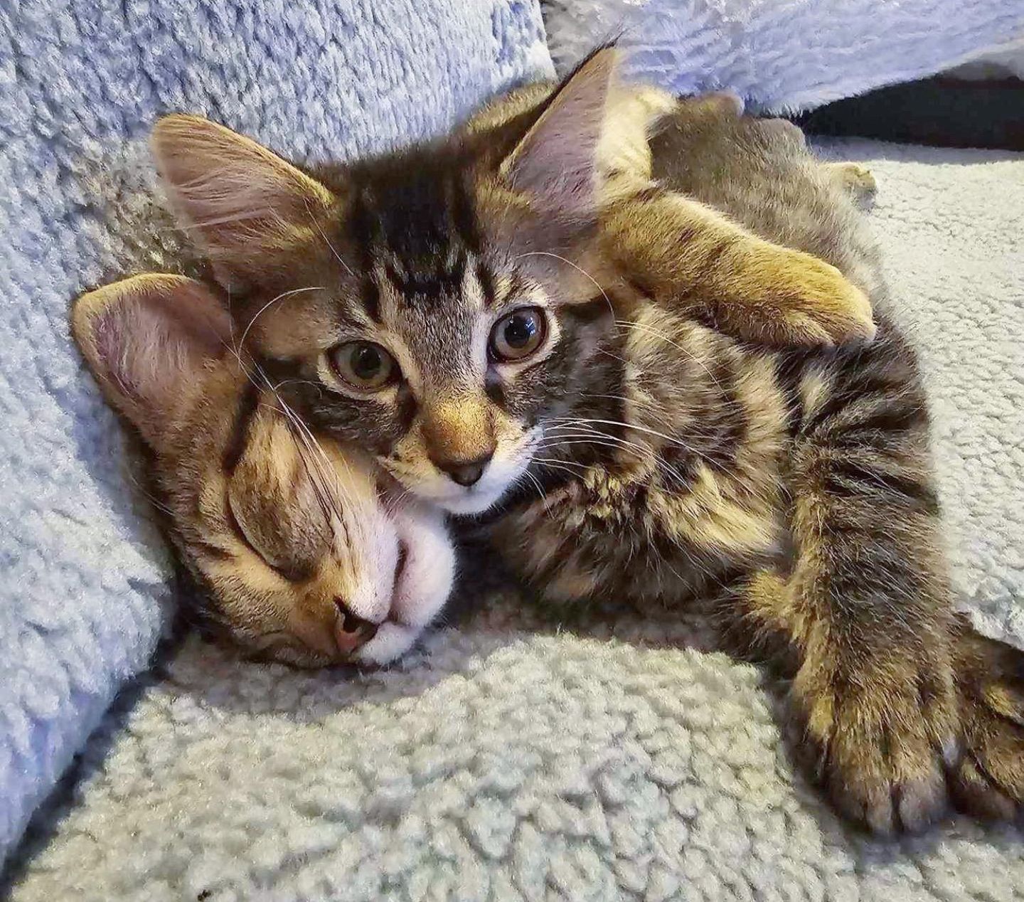 snuggly tabby kittens