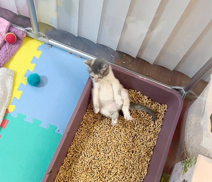 kitten in litter box