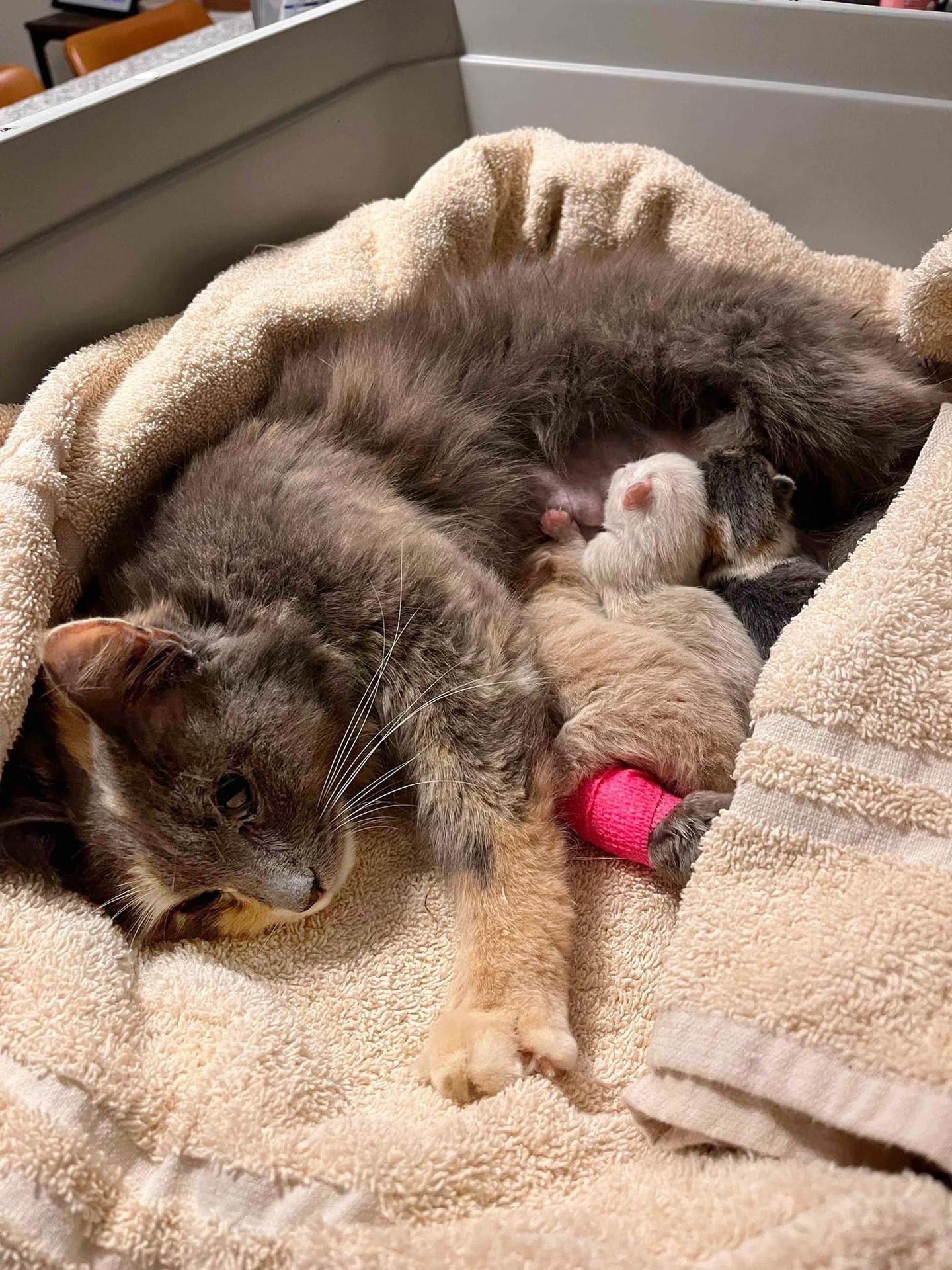 cat mom nursing kittens