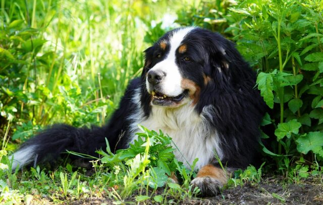 Bernese Mountain Dog Outside