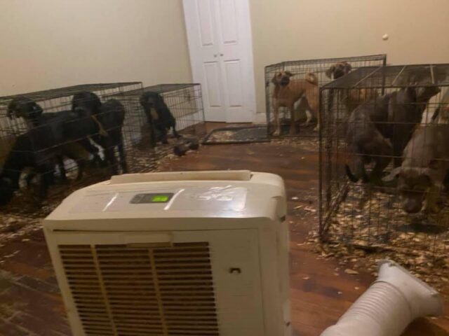 Puppy mill in apartment