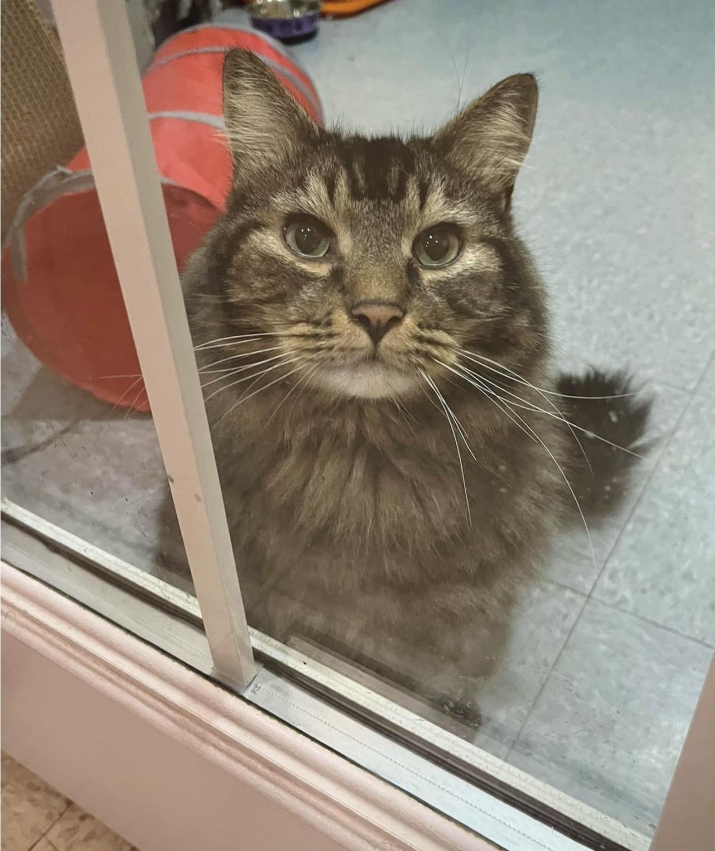 shelter cat waiting