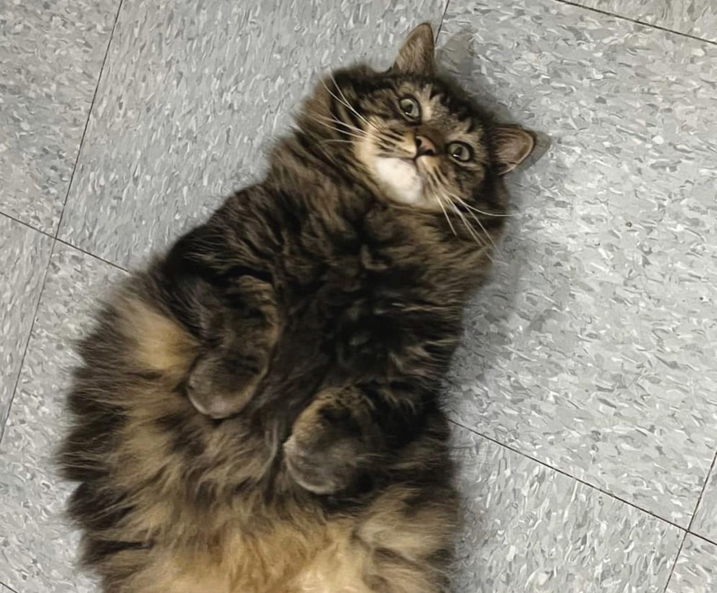 fluffy cat belly shelter