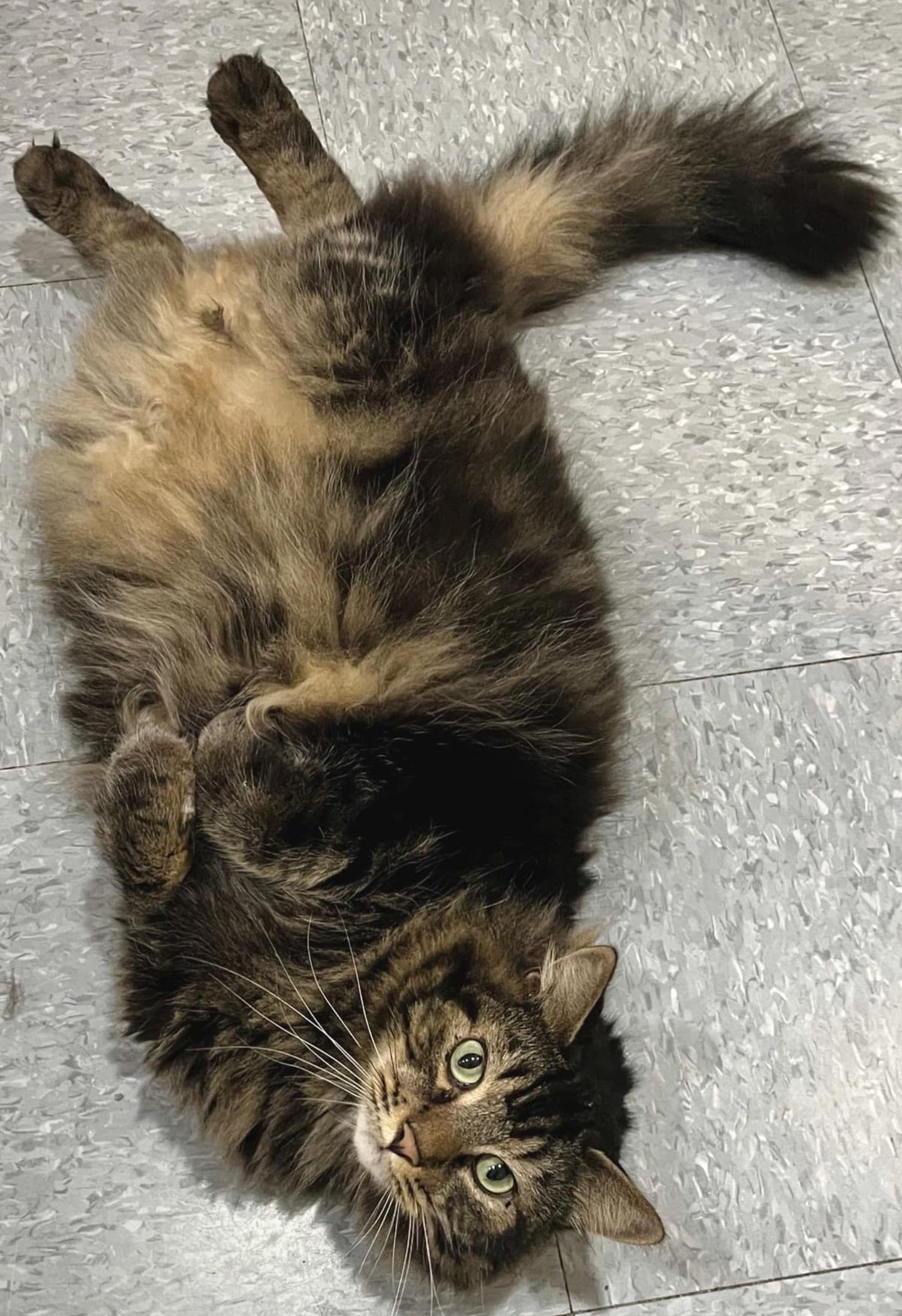 tabby cat belly fluffy