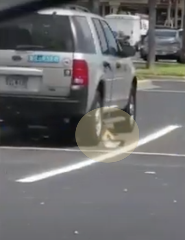 Dog hiding under car