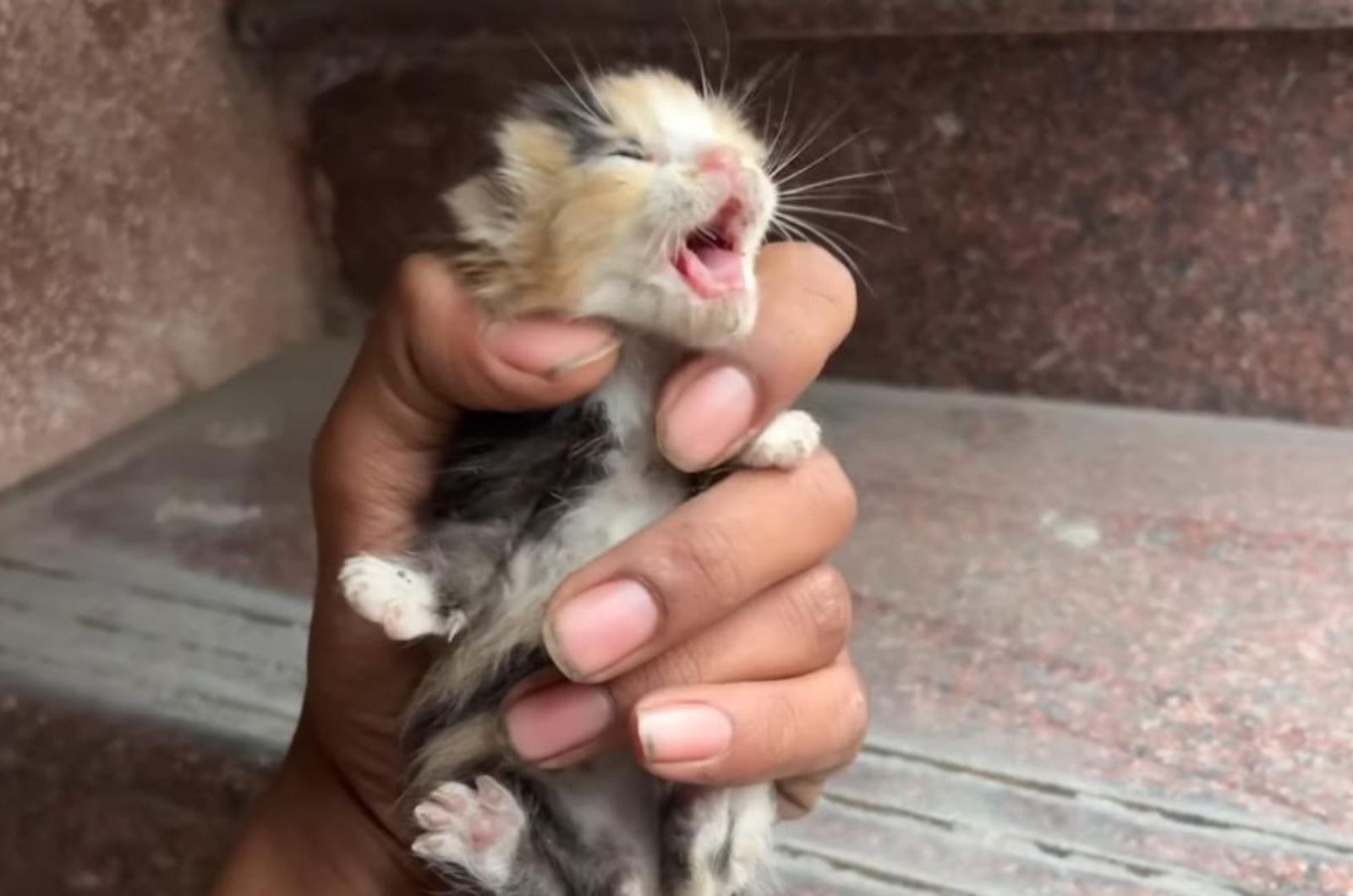 tiny kitten