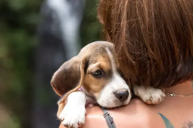 Beagle Puppy Facts