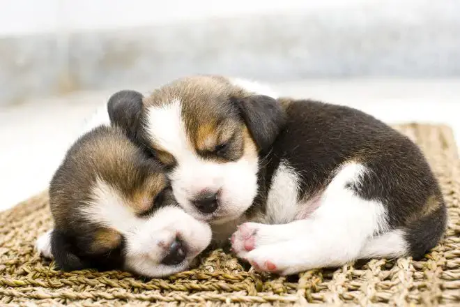 Beagle Puppy Facts