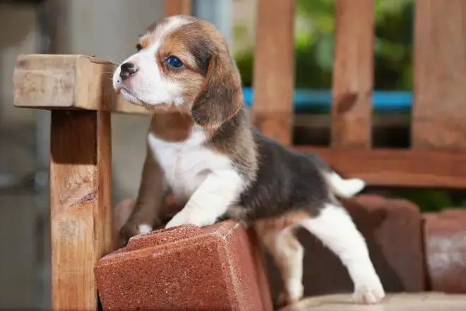 Beagle Puppy Facts