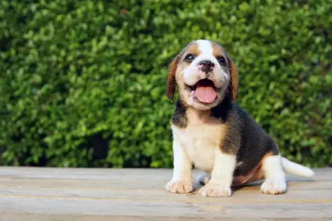 Beagle Puppy Facts