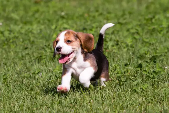 Beagle Puppy Facts