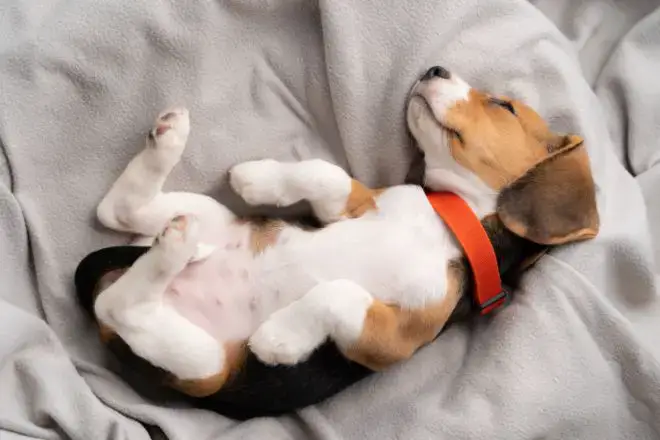 Beagle Puppy Facts