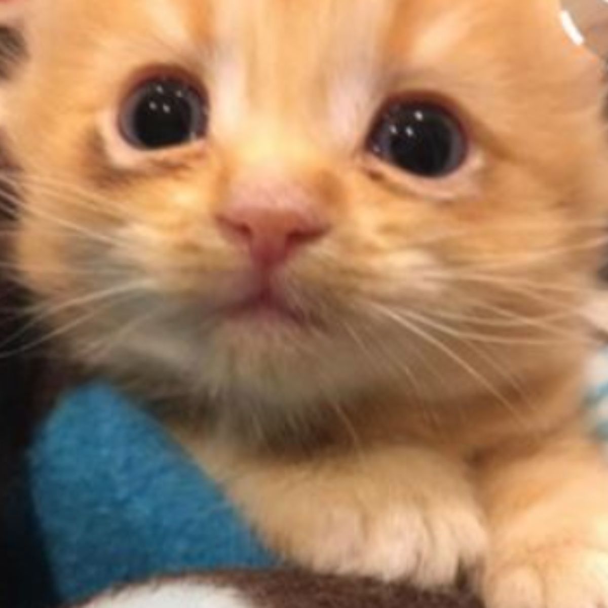 ginger kitten