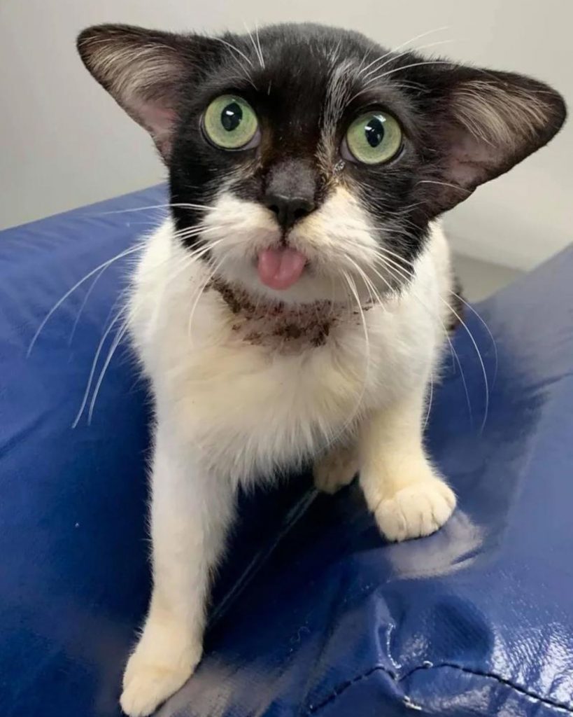 a cat with its tongue out is looking at the camera