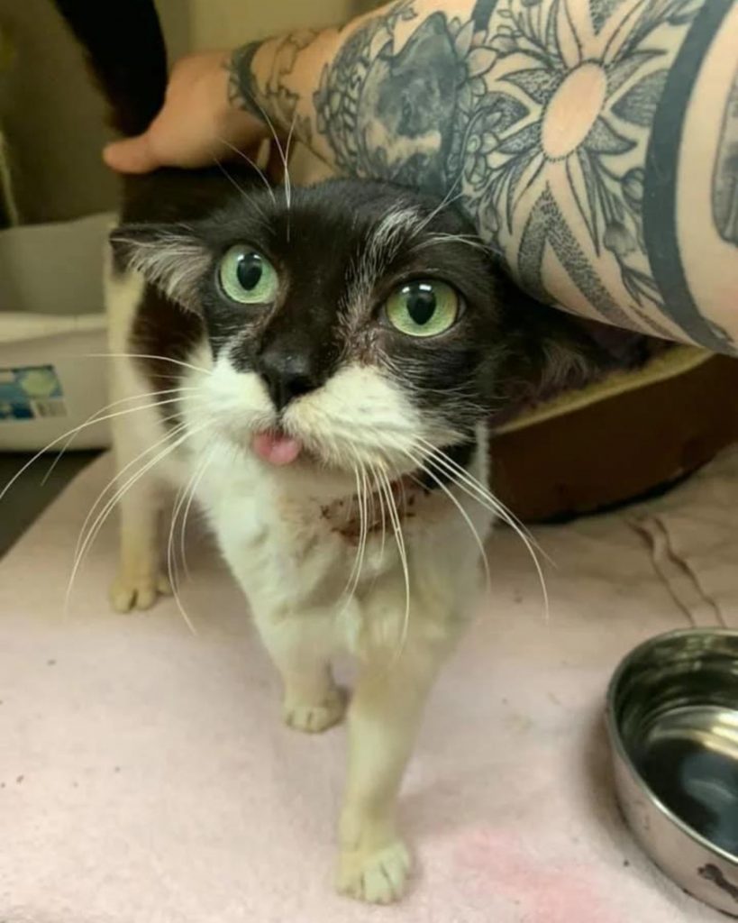 a man with a tattoo on his arm is petting a cat