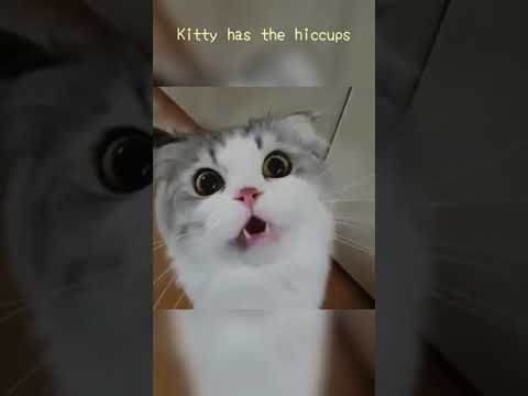 Kitty has the hiccups