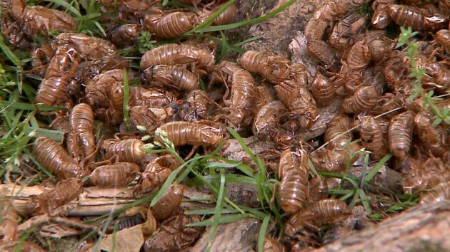 Cicada shells