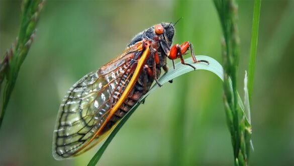 Cicada