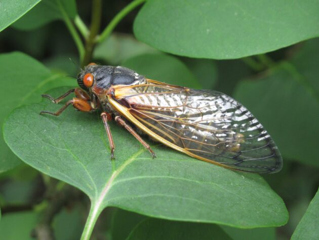 Cicada