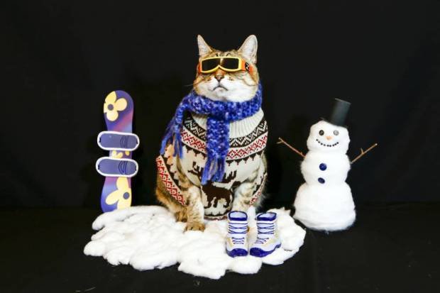 PIC BY HERVERT PHOTOGRAPHY / CATERS NEWS - (PICTURED: BooBoo the Tabby Cat dressed in winter apparel. ) -How meow-velous! This cute kitty likes his threads, but his owner has taken things to a whole new level. BooBoo the cat, 10, from Iceland, has been dressed up in a total of 75 different outfits since he was found by his owner Carla Hervert as a stray.Carla took inspiration from different hats that she found in second hand shops and used them as the basis for outfits, although at 17lbs she has found BooBoo is harder to dress than imagined. Most of BooBoos clothing has come from childrens hand-me-downs and has even worn clothes from kids aged four. SEE CATERS COPY.