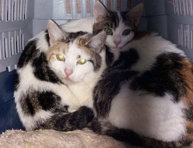 This Mama Cat and Kitten Were Left With Potato Chips On A Woman’s Doorstep 1