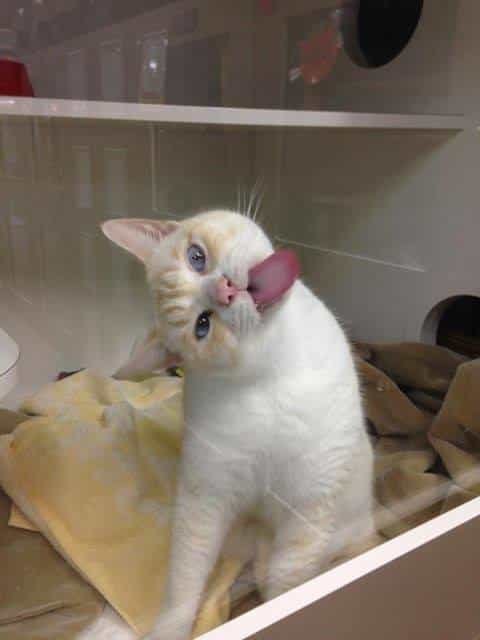 Shelter Cat Licks Window To Get Adopters’ Attention And Find Forever Home 2