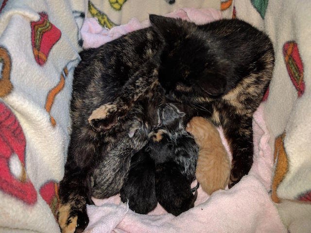 Bobtail Calico Cat Gives Birth To Very Special Litter Of Kittens 1