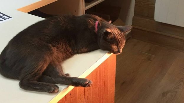 Gracie, a 10-year-old British shorthair, is thought to enjoy frequenting shops after living in Wembley in her younger years