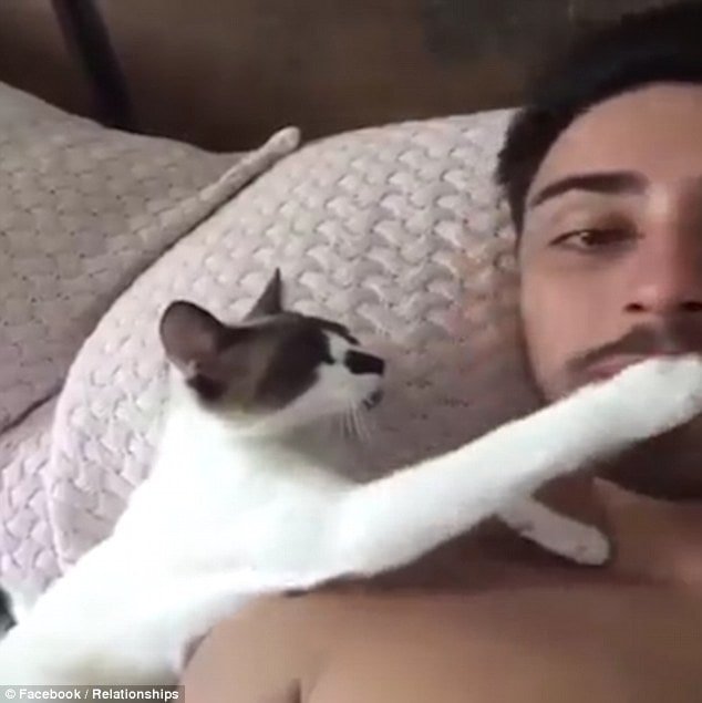 Needy: In the video the attention-seeking cat paws at its owner's face so that he'll turn around to face it 