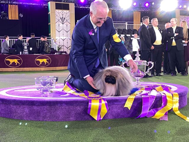 2021 Westminster Dog Show winner