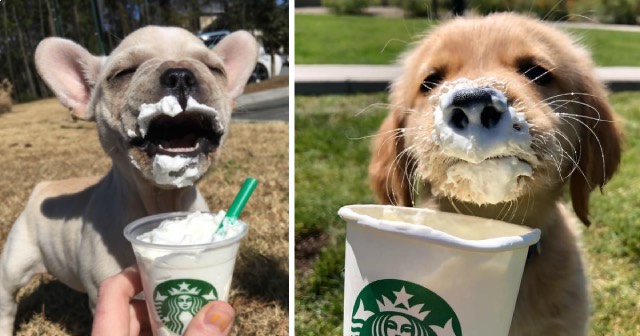 Puppachino 