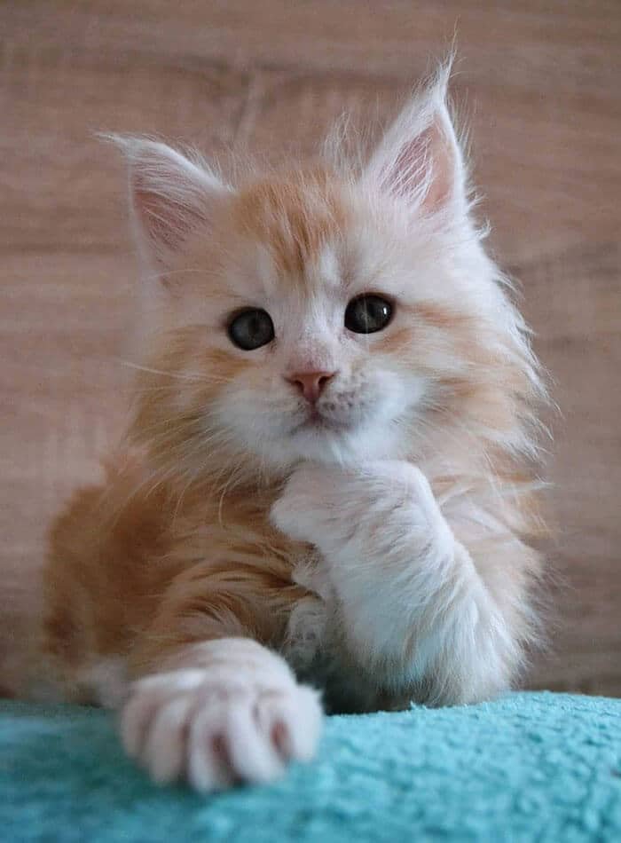 These Cute Maine Coon Kittens Are Actually Giants Waiting To Grow Up 2