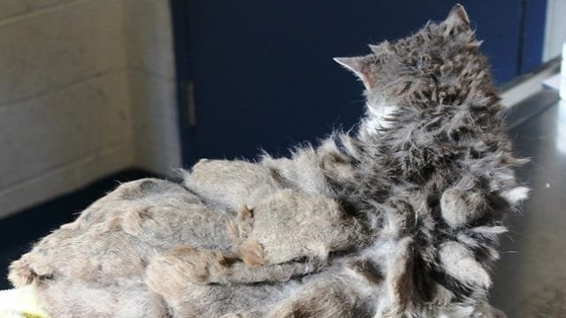 Lonely Cat Who Couldn’t Even Walk Under All That Matted Fur 2